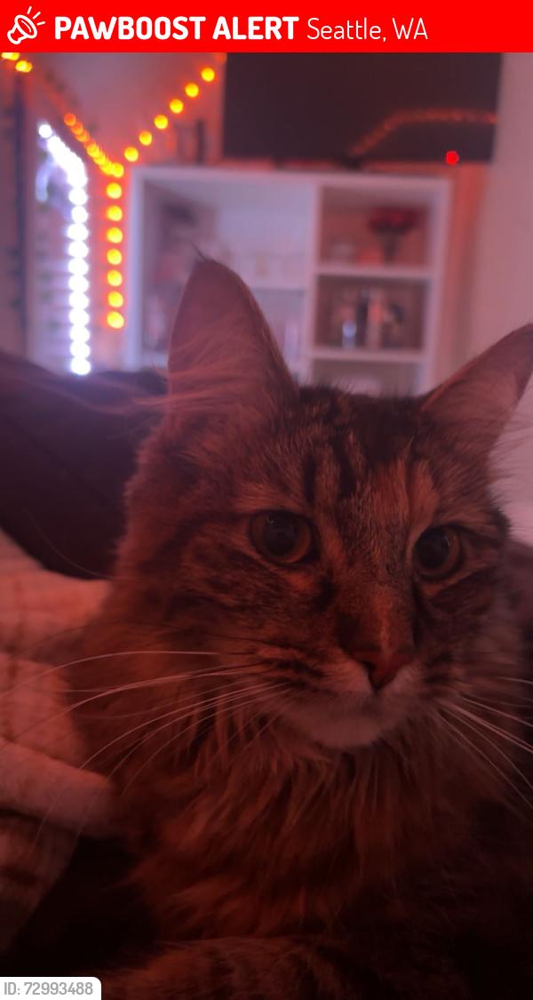 Lost Female Cat last seen Graham Street seattle wa 98118, Seattle, WA 98118