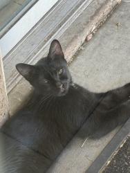 Found/Stray Unknown Cat last seen Cheyenne and Rainbow, Las Vegas, NV 89108