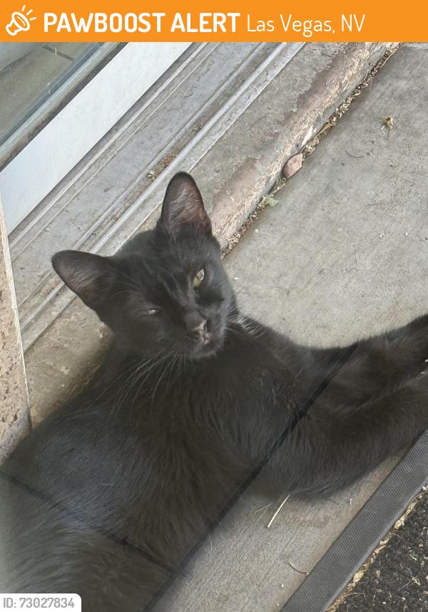 Found/Stray Unknown Cat last seen Cheyenne and Rainbow, Las Vegas, NV 89108