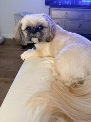 Lost Female Dog last seen In the beach in Martinique. 2 cndmnium, Riviera Beach, FL 33404
