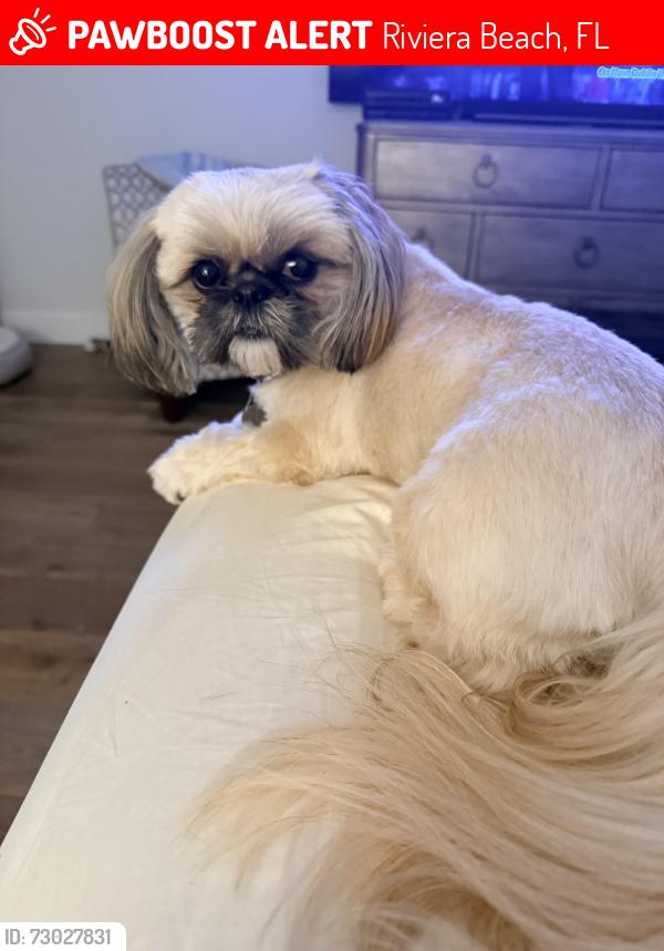 Lost Female Dog last seen In the beach in Martinique. 2 cndmnium, Riviera Beach, FL 33404