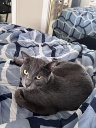Lost Male Cat last seen el toro ln and Atlanta, Huntington Beach, CA 92646