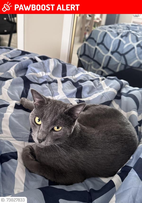 Lost Male Cat last seen el toro ln and Atlanta, Huntington Beach, CA 92646