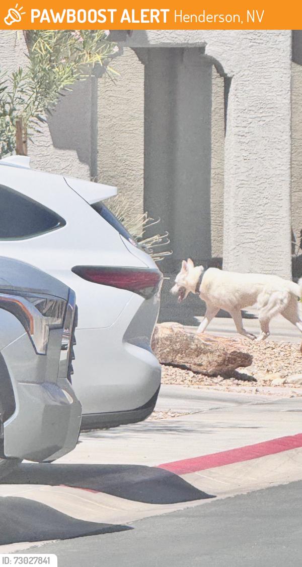 Found/Stray Male Dog last seen Near Paradise Garden Dr., Henderson, NV, Henderson, NV 89002