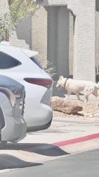 Found/Stray Male Dog last seen Near Paradise Garden Dr., Henderson, NV, Henderson, NV 89002