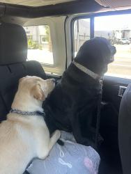 Reunited Female Dog last seen Garfield/Pomona(Monterey Park), Monterey Park, CA 91755
