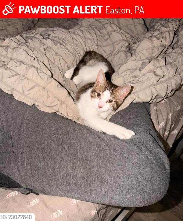 Lost Female Cat last seen Easton pa 18042, Easton, PA 18042