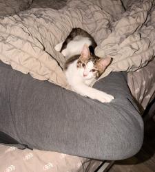 Lost Female Cat last seen Easton pa 18042, Easton, PA 18042