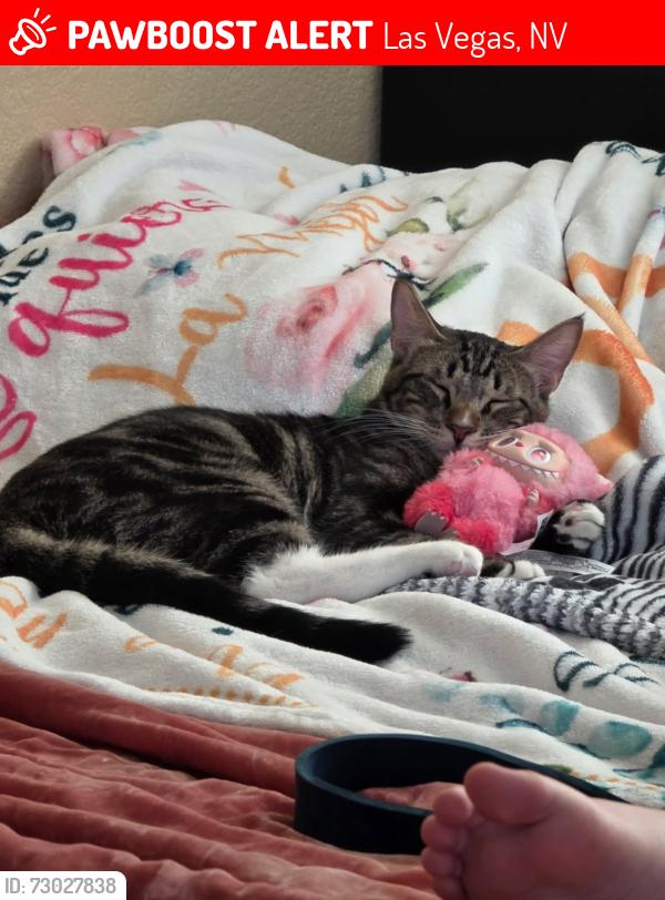 Lost Male Cat last seen Russell and grand canyon , Las Vegas, NV 89148