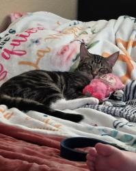 Lost Male Cat last seen Russell and grand canyon , Las Vegas, NV 89148