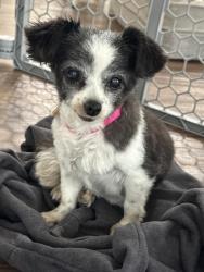 Found/Stray Female Dog last seen vermont ave + imperial ave, Los Angeles, CA 90044