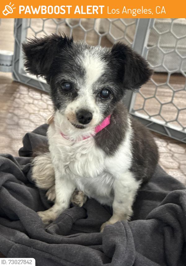 Found/Stray Female Dog last seen vermont ave + imperial ave, Los Angeles, CA 90044