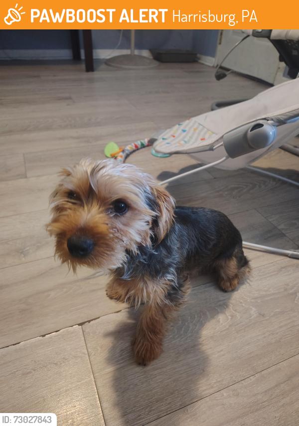 Found/Stray Male Dog last seen 13th st , Harrisburg, PA 17101