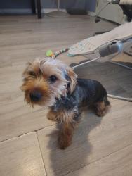Found/Stray Male Dog last seen 13th st , Harrisburg, PA 17101