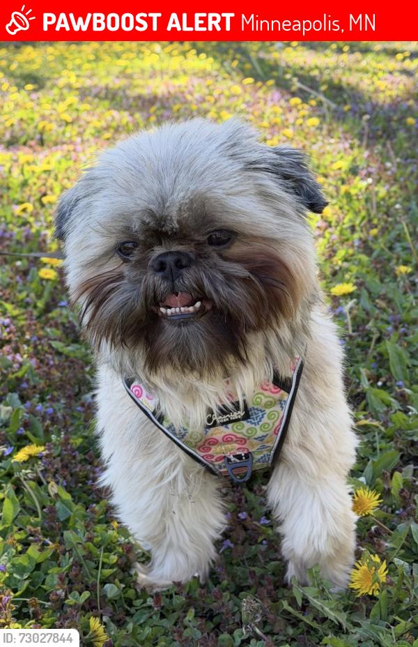 Lost Male Dog last seen Hillside Ave n and James ave N , Minneapolis, MN 55411