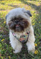 Lost Male Dog last seen Hillside Ave n and James ave N , Minneapolis, MN 55411
