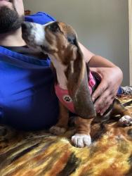 Reunited Female Dog last seen Bike trail bishop maple, Santa Ana, CA 92701