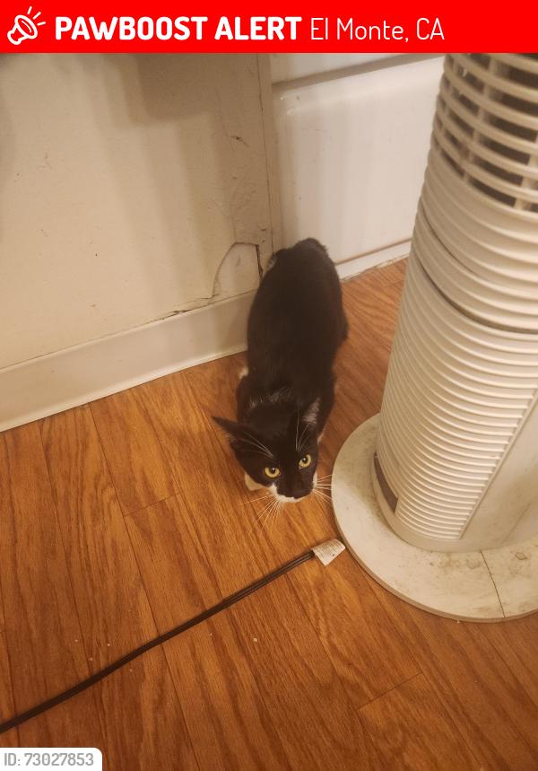 Lost Unknown Cat last seen Baldwin Ave, El Monte, CA 91731