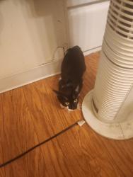 Lost Unknown Cat last seen Baldwin Ave, El Monte, CA 91731
