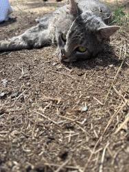Found/Stray Male Cat last seen N Perry Rd and Hatch in Colbert, Spokane County, WA 99005