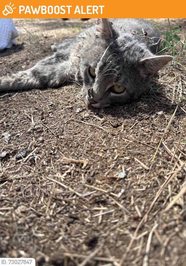 Found/Stray Male Cat last seen N Perry Rd and Hatch in Colbert, Spokane County, WA 99005