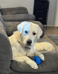 Lost Male Dog last seen Skyline, Laine Rd, Western Star Rd, Queen Creek, AZ 85143