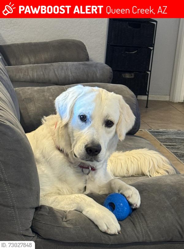 Lost Male Dog last seen Skyline, Laine Rd, Western Star Rd, Queen Creek, AZ 85143