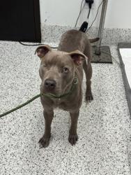 Shelter Stray Male Dog last seen Near Peachtree Rd NE, Atlanta, GA, 1251 Fulton Industrial Blvd NW, Atlanta, GA 30336, USA