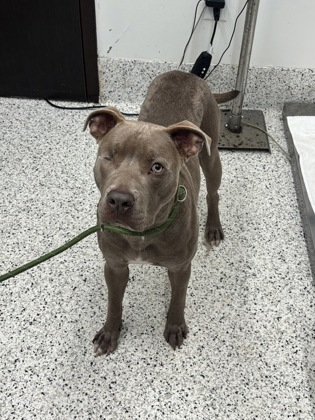 Shelter Stray Male Dog last seen Near Peachtree Rd NE, Atlanta, GA, 1251 Fulton Industrial Blvd NW, Atlanta, GA 30336, USA