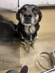 Shelter Stray Female Dog last seen Wintergreen and Duncanville Main Windmill Park, Outside of the three cities, TX, 1150 E Pleasant Run Rd, Cedar Hill, TX 75104, USA