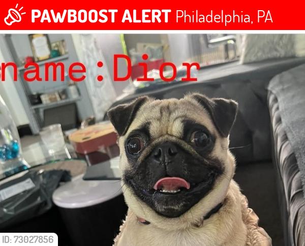 Lost Female Dog last seen Near Street , Philadelphia, PA 19143