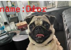Lost Female Dog last seen Near Street , Philadelphia, PA 19143