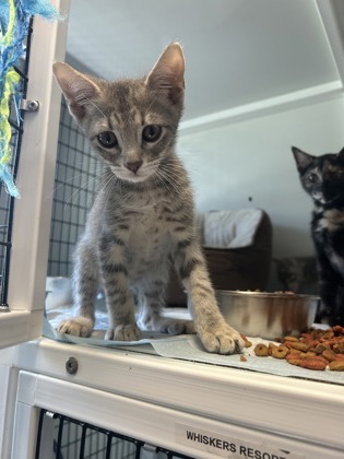Shelter Stray Female Cat last seen downtown, City of Alvarado, TX, 602 S Pkwy Dr, Alvarado, TX 76009, USA