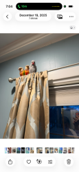 Lost Female Bird last seen Nichols street , North Reading, MA 01864