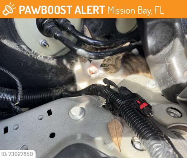 Found/Stray Unknown Cat last seen Central Park, Mission Bay, FL 33498