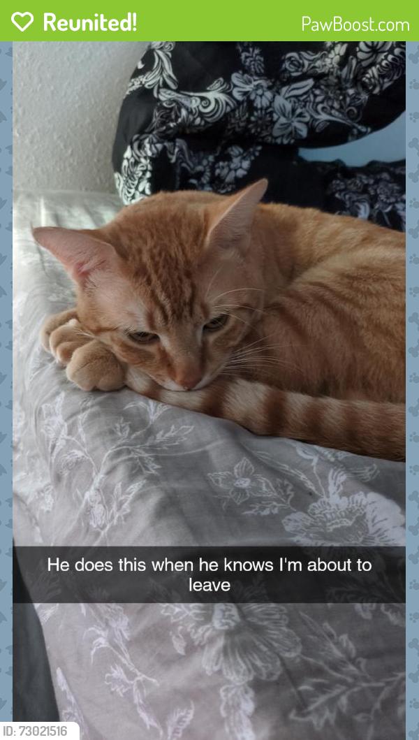 Reunited Male Cat last seen On S cedar st, Tacoma, WA 98409