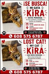 Lost Female Cat last seen Near greenway cross Fitchburg estacionamiento, Fitchburg, WI 53713