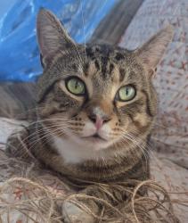 Reunited Male Cat last seen King ave and ivy st. Waynesboro va, Waynesboro, VA 22980