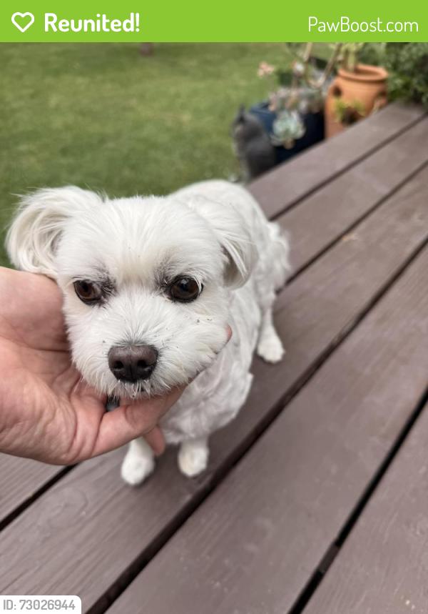 Reunited Female Dog last seen On Country Club between Crenshaw and Victoria, Los Angeles, CA 90019