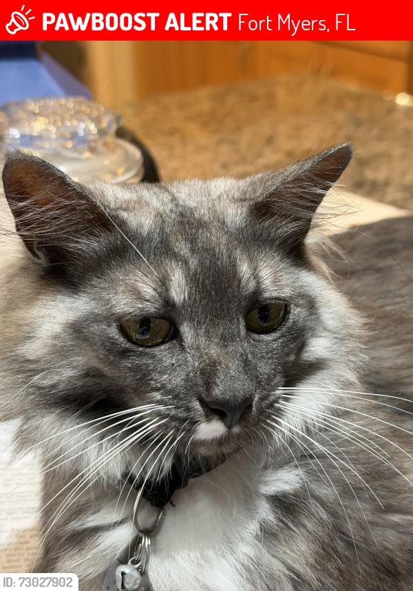 Lost Male Cat last seen Jefferson, Fort Myers, FL 33901