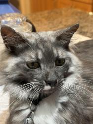 Lost Male Cat last seen Jefferson, Fort Myers, FL 33901