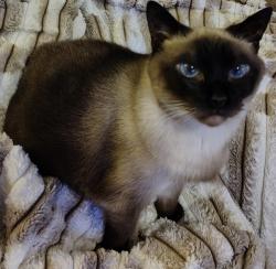 Lost Female Cat last seen Lynnview/Gilmore Lane Area in Louisville KY, Lynnview, KY 40213