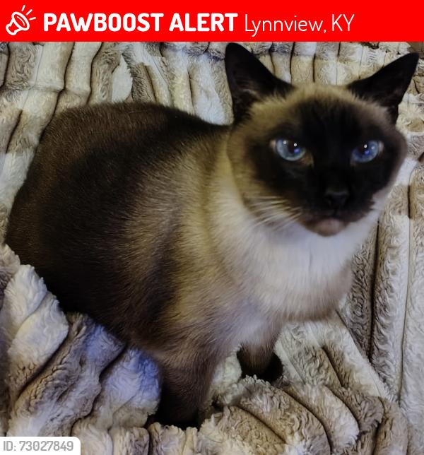 Lost Female Cat last seen Lynnview/Gilmore Lane Area in Louisville KY, Lynnview, KY 40213