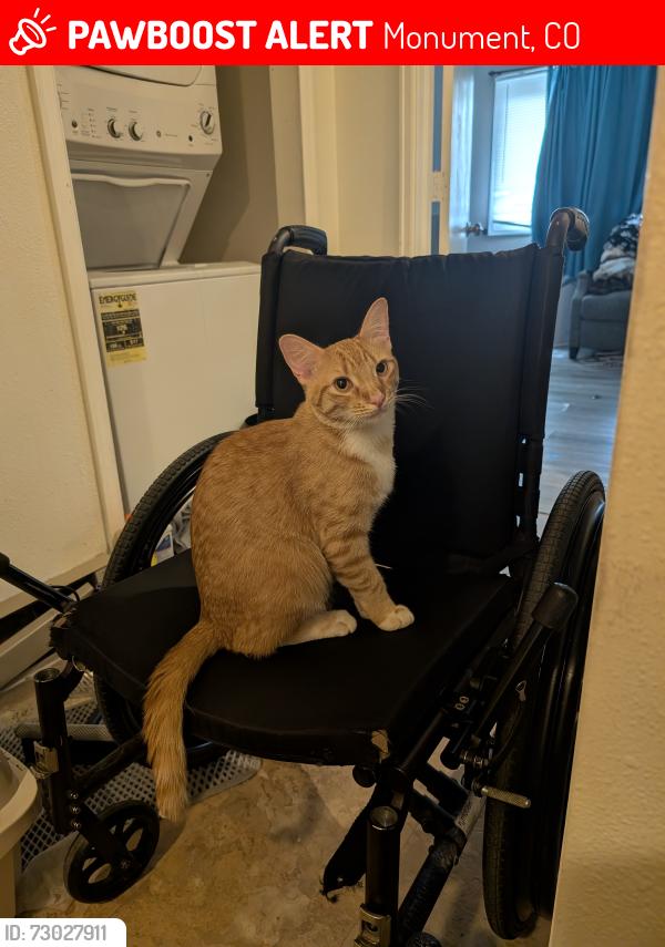 Lost Male Cat last seen Higby and Bowstring, Monument, CO 80132