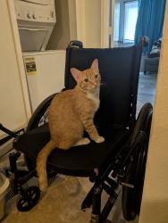 Lost Male Cat last seen Higby and Bowstring, Monument, CO 80132