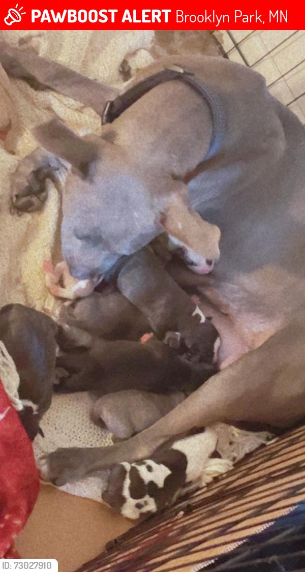 Lost Female Dog last seen Brooklyn blvd, Brooklyn Park, MN 55428