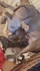 Lost Female Dog last seen Brooklyn blvd, Brooklyn Park, MN 55428