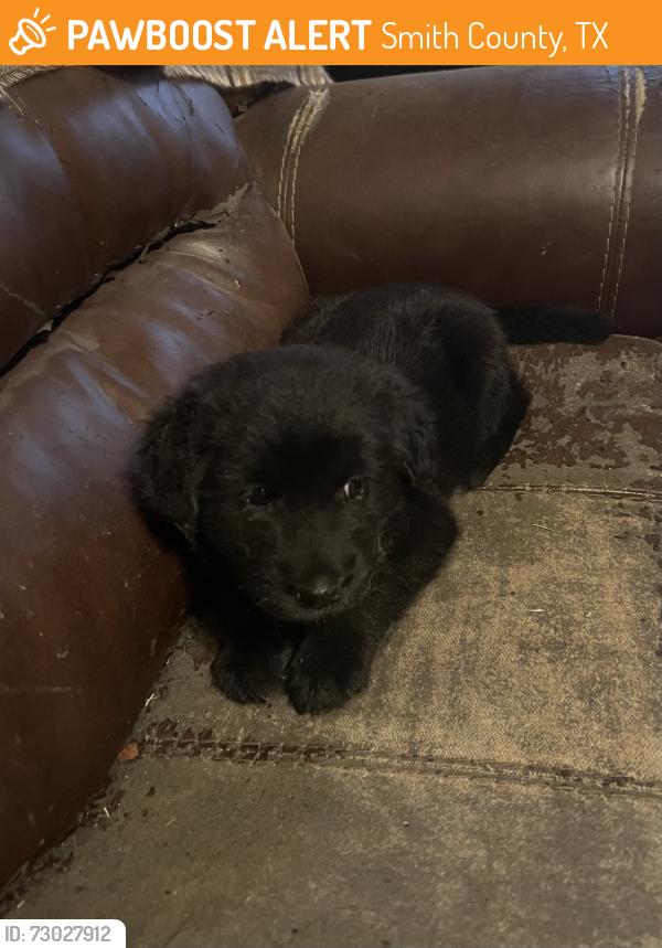 Rehomed Male Dog last seen Dr. Bundy, Smith County, TX 75704