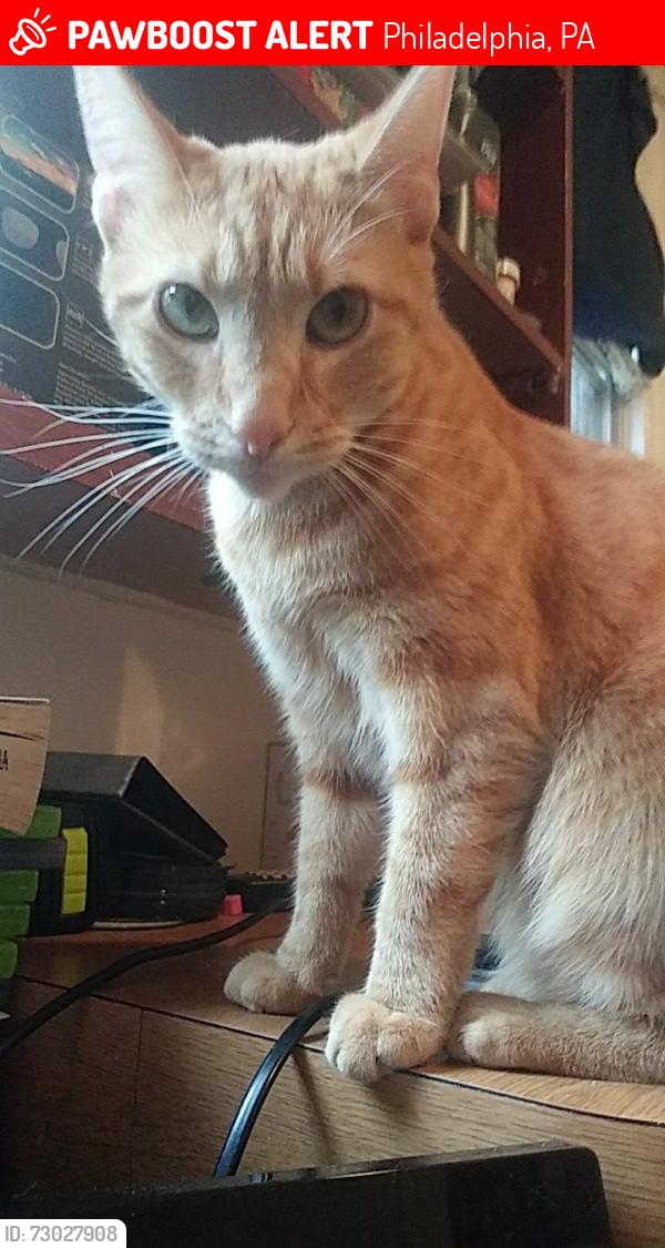Lost Female Cat last seen Near Foulkrod Street Philadelphia Pa 19124, Philadelphia, PA 19124