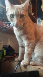 Lost Female Cat last seen Near Foulkrod Street Philadelphia Pa 19124, Philadelphia, PA 19124